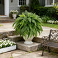 Elegant Boston fern decor; 2 pcs of high-end artificial plants, Indoor/outdoor
