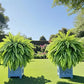 Elegant Boston fern decor; 2 pcs of high-end artificial plants, Indoor/outdoor