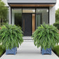 Elegant Boston fern decor; 2 pcs of high-end artificial plants, Indoor/outdoor