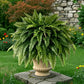Elegant Boston fern decor; 2 pcs of high-end artificial plants, Indoor/outdoor