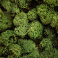 Preserved Reindeer Moss Natural Green