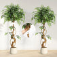 Artificial Ficus Tree with Curved Trunk