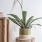 8 Inch Ceramic Planter with Drainage Hole & Saucer, Indoor Outdoor Round Pot in Green Beige