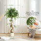 Artificial Ficus Tree with Curved Trunk