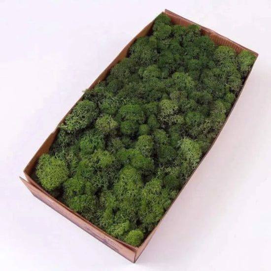Preserved Reindeer Moss Natural Green