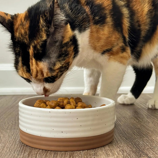 Small Ceramic Pet Bowl, 11oz Food/Water